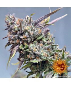 Barney's Farm - Peyote Cookies - 1 Seme - Femminizzato