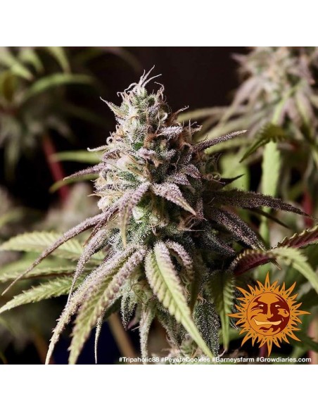 Barney's Farm - Peyote Cookies - 5 Semi - Femminizzati