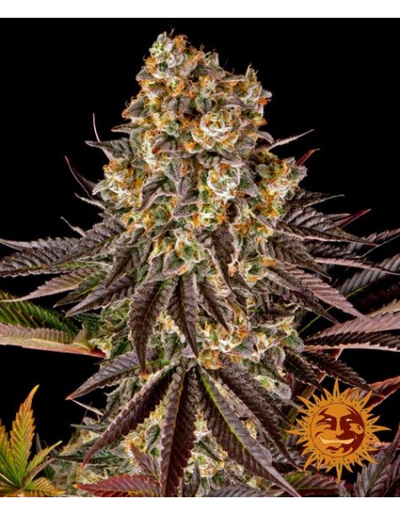 Barney's Farm - Gelato 45 - 1 Seme - Femminizzato