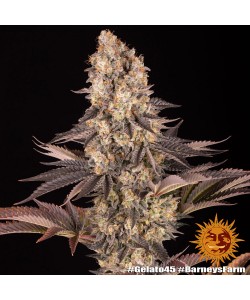 Barney's Farm - Gelato 45 - 1 Seme - Femminizzato 2