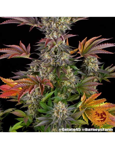 Barney's Farm - Gelato 45 - 1 Seme - Femminizzato