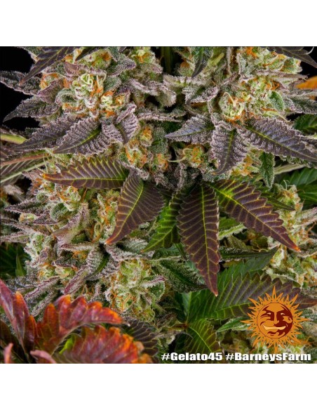 Barney's Farm - Gelato 45 - 1 Seme - Femminizzato