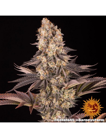 Barney's Farm - Gelato 45 - 5 Semi - Femminizzati