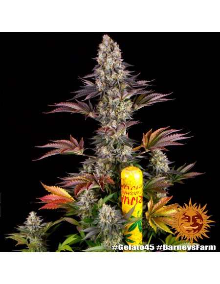 Barney's Farm - Gelato 45 - 5 Semi - Femminizzati