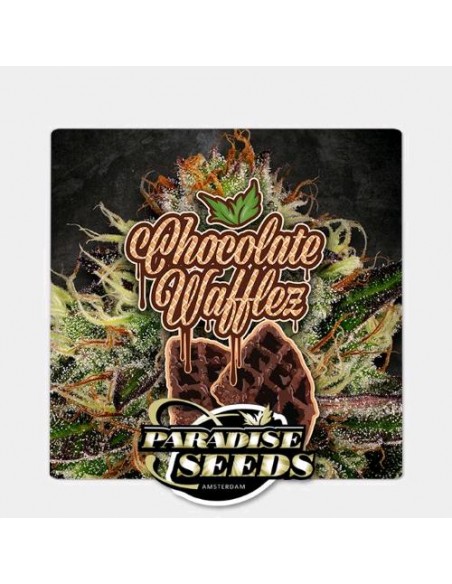 Paradise Seeds - Chocolate Waffle - 3 Semi