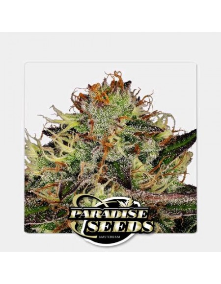 Paradise Seeds - Chocolate Waffle - 3 Semi