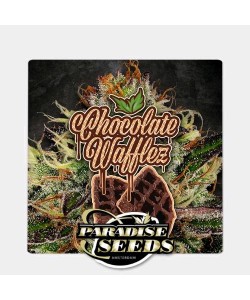 Paradise Seeds - Chocolate... 2