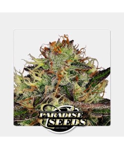 Paradise Seeds - Chocolate...