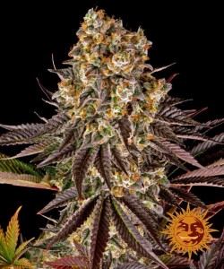 Barney's Farm - Gelato 45 - 1 Seme - Femminizzato