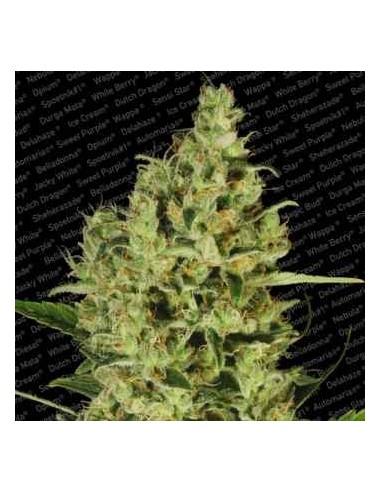 Paradise Seeds - Delahaze - 5 Semi Femm