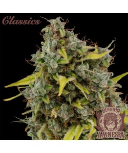 Buddha Seeds - Amnesia Femminizzata - Blister 10 Semi Separabile