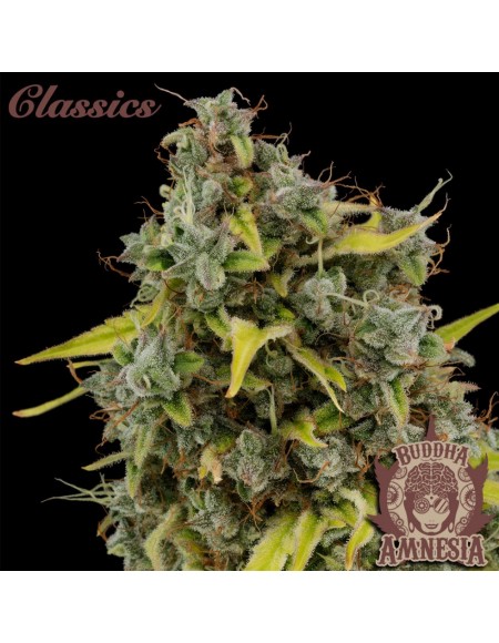 Buddha Seeds - Amnesia Femminizzata - Blister 10 Semi Separabile