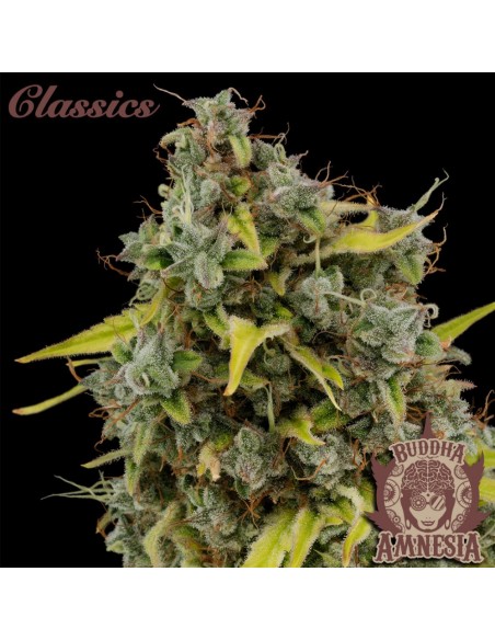 Buddha Seeds - Amnesia Femminizzata - Blister 10 Semi Separabile