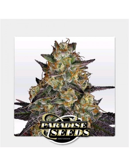 Paradise Seeds - El Dorado Og - 3 Semi