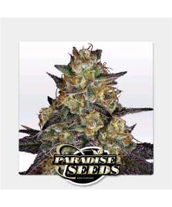 Paradise Seeds - El Dorado...