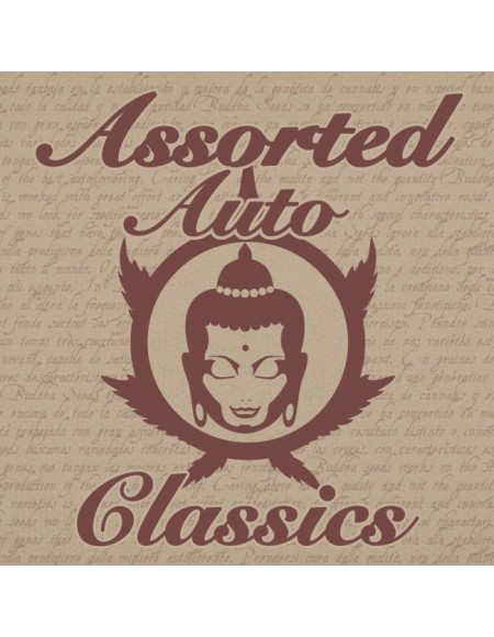 Buddha Seeds - Buddha Assorted Auto Classics - 10 Semi
