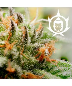 Buddha Seeds - Buddha Assorted Auto - 10 Semi
