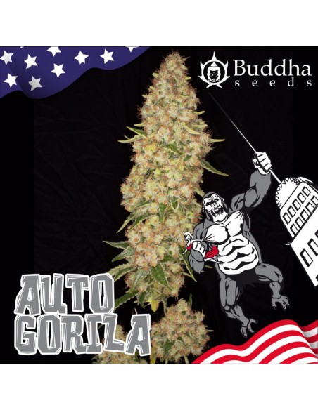 Buddha Seeds - Gorila Auto - 1 Seme
