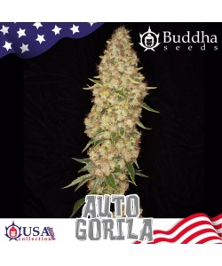 Buddha Seeds - Gorila Auto 2