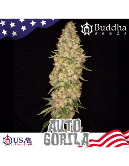 Buddha Seeds - Gorila Auto