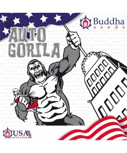 Buddha Seeds - Gorila Auto
