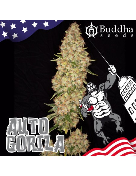 Buddha Seeds - Gorila Auto