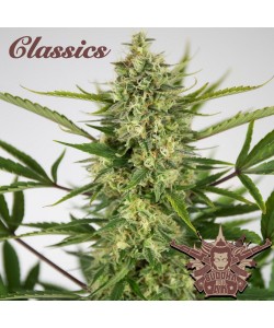 Buddha Seeds - AK Auto 2