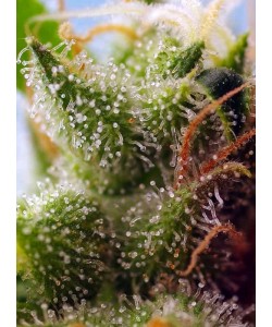 Sweet Seeds - Skywalker OG Runtz XL Auto - 3 Semi + 1 Gratis 2