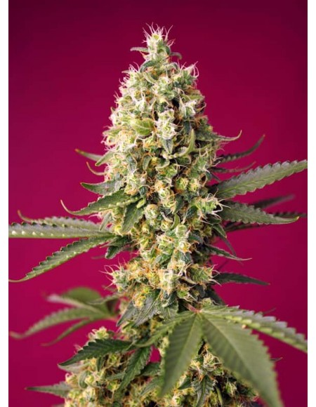 Sweet Seeds - Skywalker OG Runtz XL Auto - 3 Semi + 1 Gratis