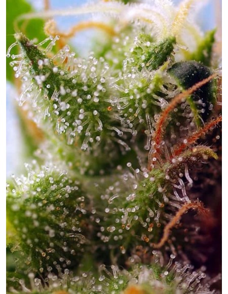 Sweet Seeds Skywalker OG Runtz XL 5+2 Semi Auto
