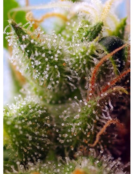 Sweet Seeds Skywalker OG Runtz XL 5+2 Semi Auto
