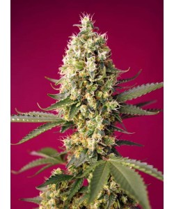 Sweet Seeds - Skywalker OG Runtz XL Auto - 3 Semi + 1 Gratis