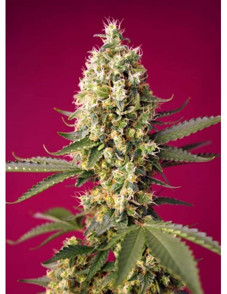 Sweet Seeds - Skywalker OG Runtz XL Auto - 3 Semi + 1 Gratis Sweet Seeds - Skywalker OG Runtz XL Auto - 3 Semi + 1 Gratis