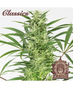 Buddha Seeds - Amnesia Auto 2