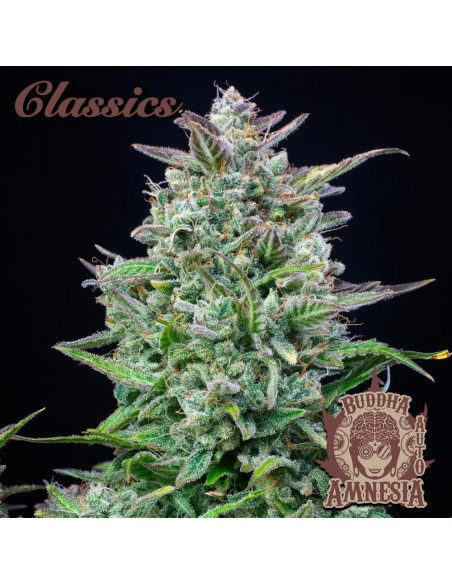 Buddha Seeds - Amnesia Auto