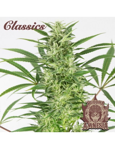 Buddha Seeds - Amnesia Auto