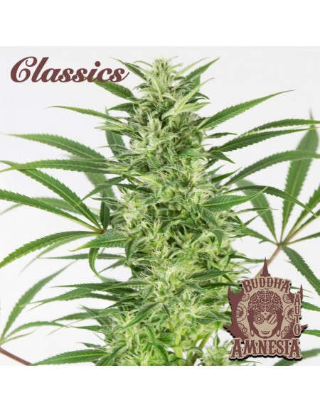 Buddha Seeds - Amnesia Auto