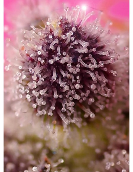 Sweet Seeds Tropicanna Poison XL 3+1 Semi Auto