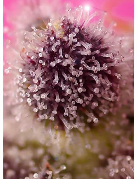 Sweet Seeds Tropicanna Poison XL 5+2 Semi Auto