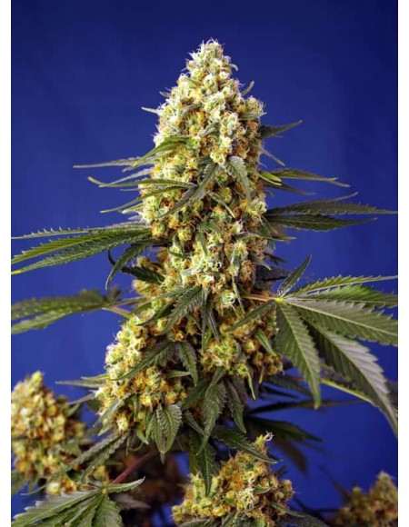 Sweet Seeds - Strawberry Banana Gelato XL Auto - 3 Semi + 1 Gratis