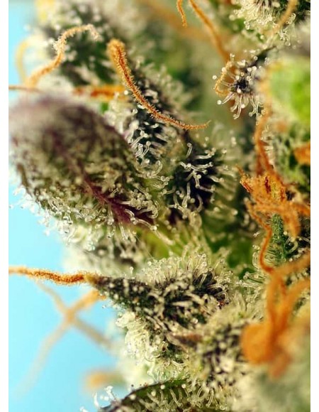 Sweet Seeds Sweet Zenzation XL 5+2 Semi Auto