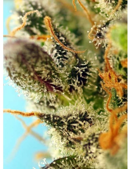 Sweet Seeds Sweet Zenzation XL 5+2 Semi Auto