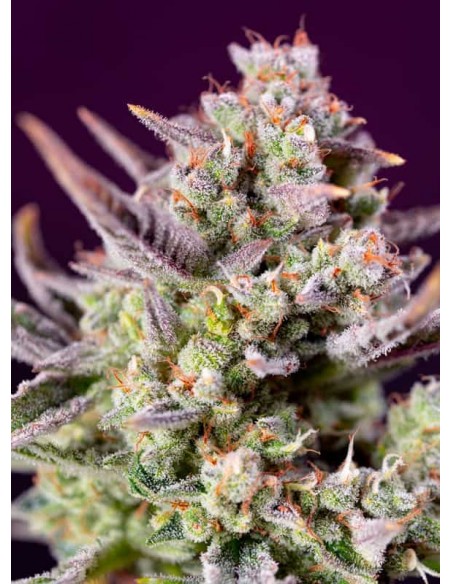 Sweet Seeds - Sweet Zenzation XL Auto - 3 Semi + 1 Gratis