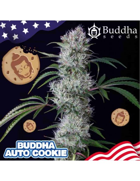 Buddha Seeds - Cookie Auto