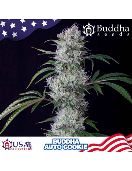 Buddha Seeds - Cookie Auto