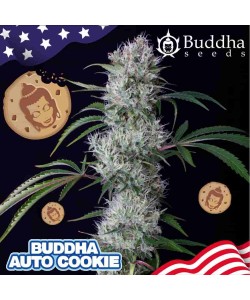 Buddha Seeds - Cookie Auto 2