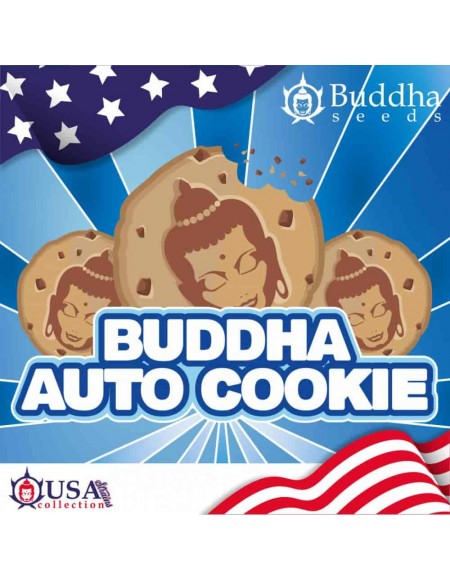 Buddha Seeds - Cookie Auto