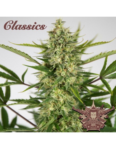 Buddha Seeds - AK Auto