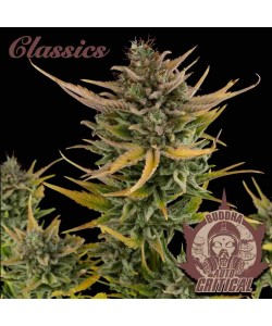 Buddha Seeds - Critical Auto 2