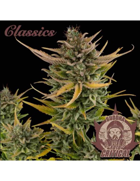 Buddha Seeds - Critical Auto